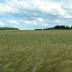 Bauer *